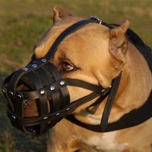 Намордник сетка из кожи для питбуля «Maximum safety»